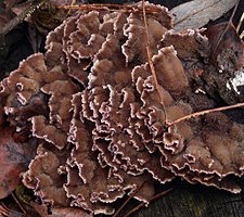 Chondrostereum purpureum (chrząstkoskórnik purpurowy)