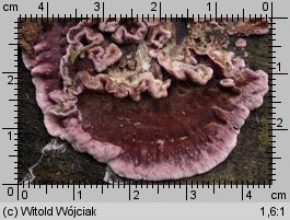 Chondrostereum purpureum (chrząstkoskórnik purpurowy)