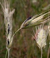 Claviceps purpurea (buławinka czerwona)