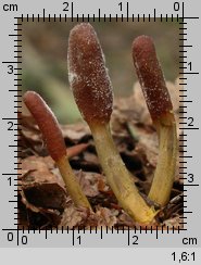 Cordyceps ophioglossoides (maczużnik nasięźrzałowy)