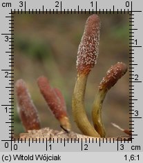 Cordyceps ophioglossoides (maczużnik nasięźrzałowy)