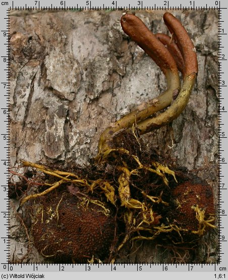 Cordyceps ophioglossoides (maczużnik nasięźrzałowy)