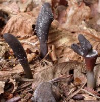 Cordyceps ophioglossoides (maczużnik nasięźrzałowy)