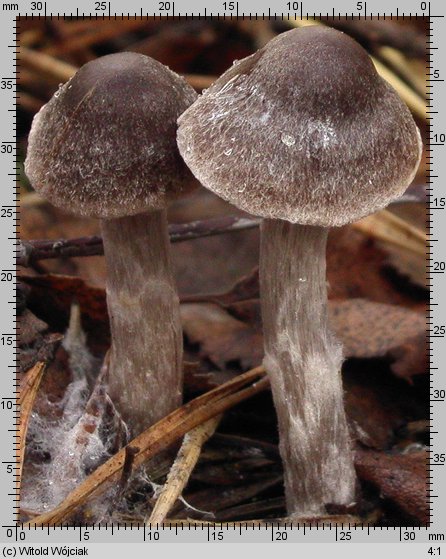 Cortinarius hemitrichus (zasłonak oszroniony)