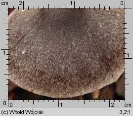 Cortinarius hemitrichus (zasłonak oszroniony)