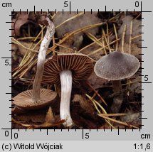 Cortinarius hemitrichus (zasłonak oszroniony)