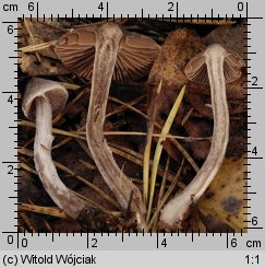 Cortinarius hemitrichus (zasłonak oszroniony)