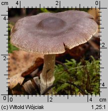 Cortinarius hemitrichus (zasłonak oszroniony)