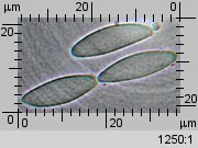 Cudoniella acicularis