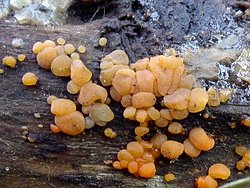 Dacrymyces stillatus (łzawnik rozciekliwy)