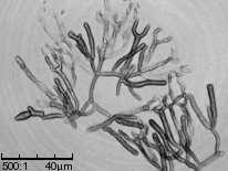 Dacrymyces stillatus (łzawnik rozciekliwy)