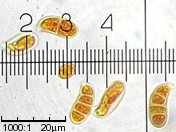 Dacrymyces stillatus (łzawnik rozciekliwy)