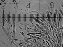 Dacrymyces stillatus (łzawnik rozciekliwy)