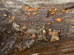 Dacrymyces stillatus (łzawnik rozciekliwy)