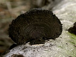 Daldinia concentrica