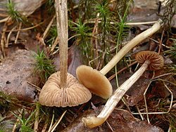 Entoloma cetratum (dzwonkówka ochrowa)