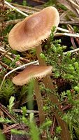 Entoloma cetratum (dzwonkówka ochrowa)