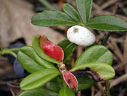 Exobasidium vaccinii (płaskosz borówki)