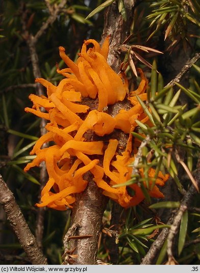 Gymnosporangium clavariiforme