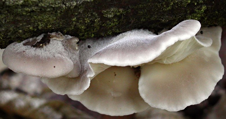 Hohenbuehelia atrocaerulea