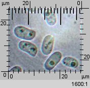 Hohenbuehelia atrocaerulea