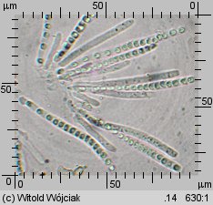 Hypocrea schweinitzii