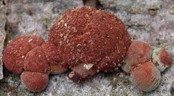 Hypoxylon fragiforme