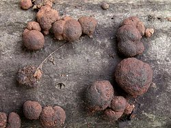 Hypoxylon howeanum
