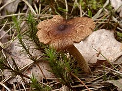 Inocybe lacera (strzępiak poszarpany)