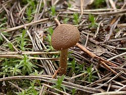 Inocybe lacera (strzępiak poszarpany)