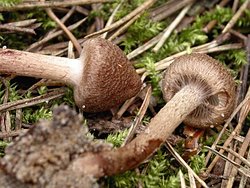 Inocybe lacera (strzępiak poszarpany)