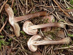 Inocybe lacera (strzępiak poszarpany)