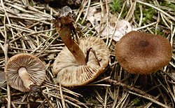 Inocybe lacera (strzępiak poszarpany)