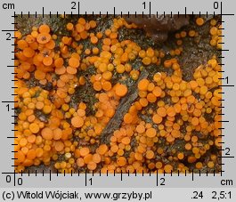 Kotlabaea deformis (oranżówka niekształtna)