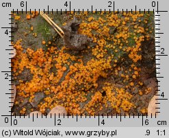 Kotlabaea deformis (oranżówka niekształtna)