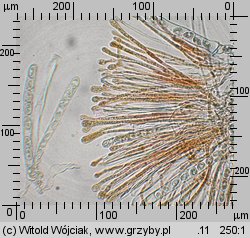 Kotlabaea deformis (oranżówka niekształtna)