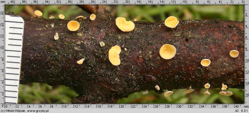 Lachnellula calyciformis