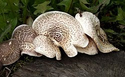 Lentinus tigrinus (twardziak tygrysi)