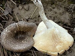 Lentinus tigrinus (twardziak tygrysi)