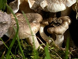 Lentinus tigrinus (twardziak tygrysi)