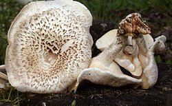 Lentinus tigrinus (twardziak tygrysi)