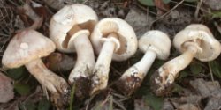 Leucoagaricus leucothites (pieczareczka różowoblaszkowa)