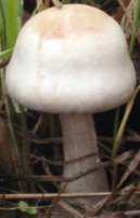 Leucoagaricus leucothites (pieczareczka różowoblaszkowa)