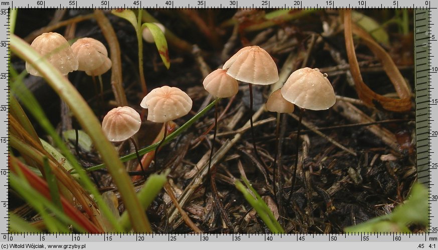 Marasmius siccus