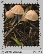 Marasmius siccus