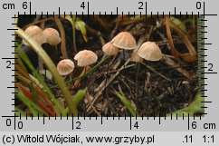 Marasmius siccus