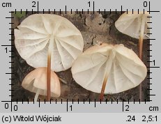 Marasmius siccus