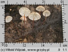 Marasmius siccus