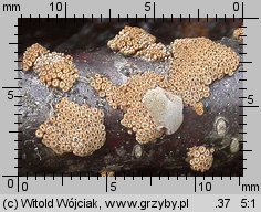 Merismodes confusa (osiękla wąskozarodnikowa)