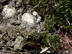 Mutinus ravenelii (mądziak malinowy)